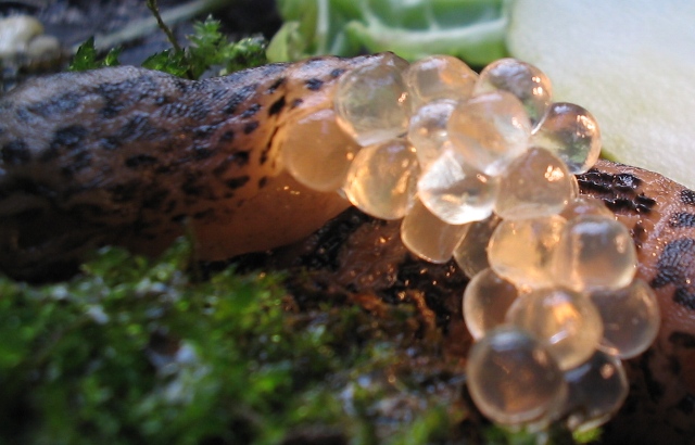 Limax maximus che depone le uova (Monteveglio - BO)